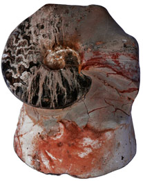 Ammonite de Goulmima  : image 1 0f 2 thumb