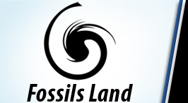 logo fossilsera fossiles marbre et pierre polis