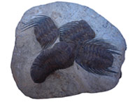 Trilobite Maroc