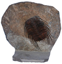 Face 2 trilobite : image 3 0f 3 thumb width=