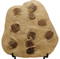 Trilobite Selenopeltis buchii  : image 1 0f 1 thumb