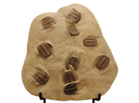 Trilobite Selenopeltis buchii 