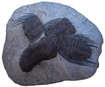  Trilobite du sud du Maroc  : image 1 0f 3 thumb